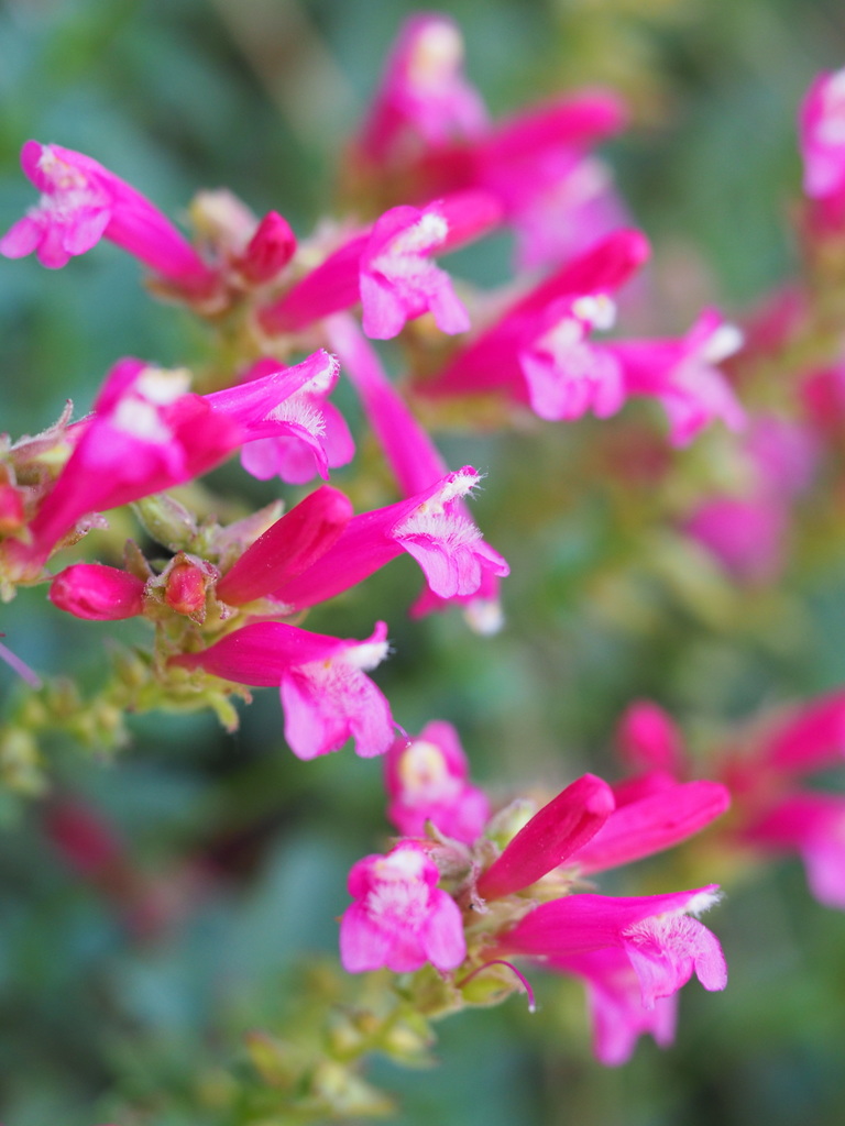 Penstemon newberryi var. berryi (Berry's mountain pride), native California subshrub