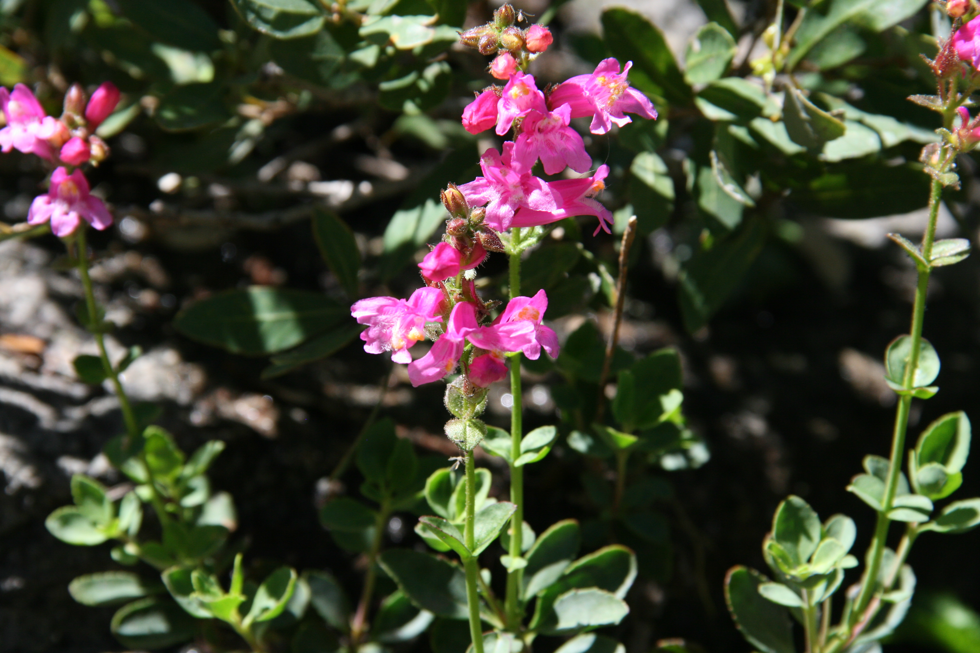 Penstemon newberryi var. newberryi (Newberry's penstemon), native California subshrub