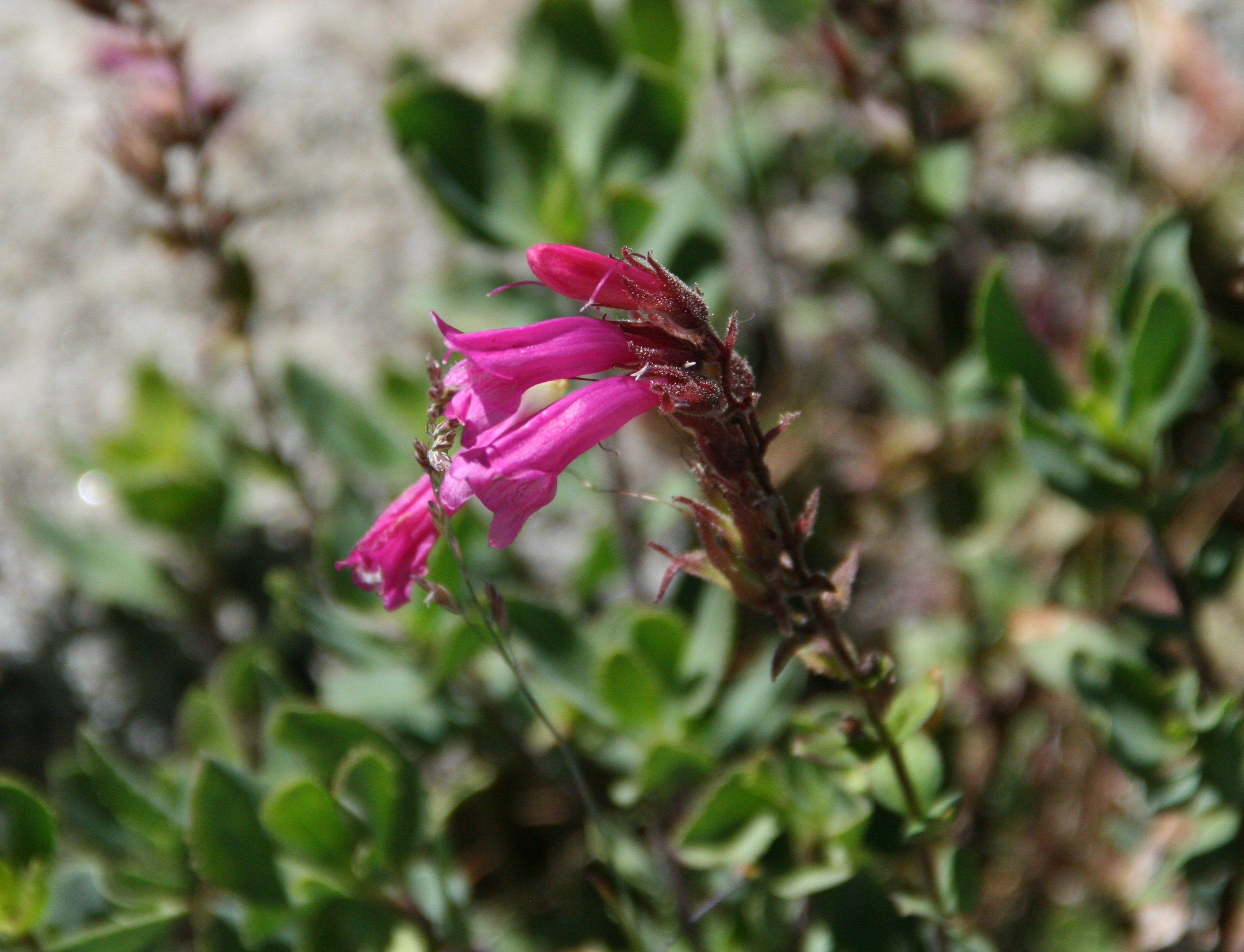 Penstemon newberryi (Mountain pride), native California subshrub