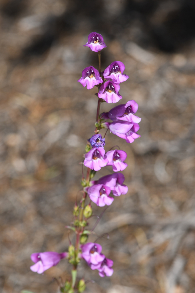 Penstemon pahutensis (Pahute beardtongue), native California herb