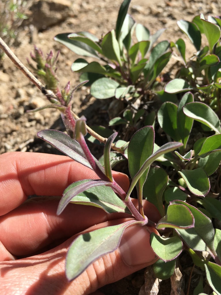 Penstemon papillatus (Inyo beardtongue), native California subshrub
