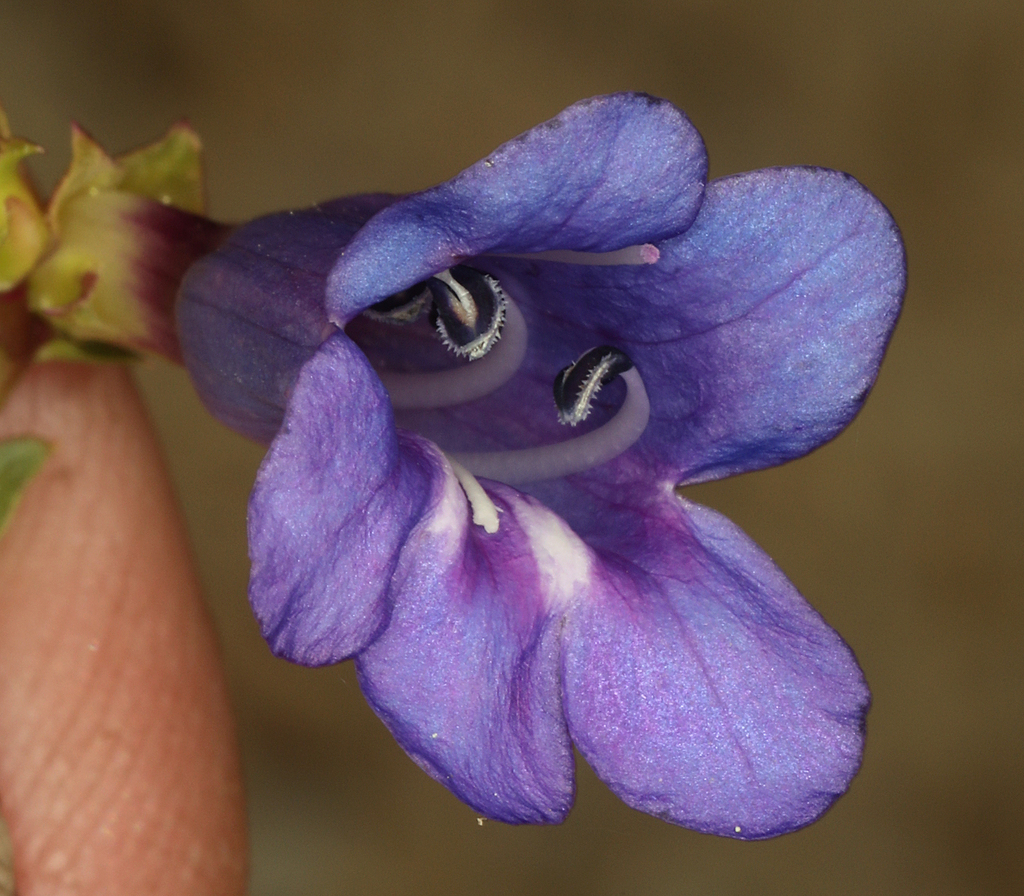 Penstemon parvulus (Short stalk penstemon), native California perennial