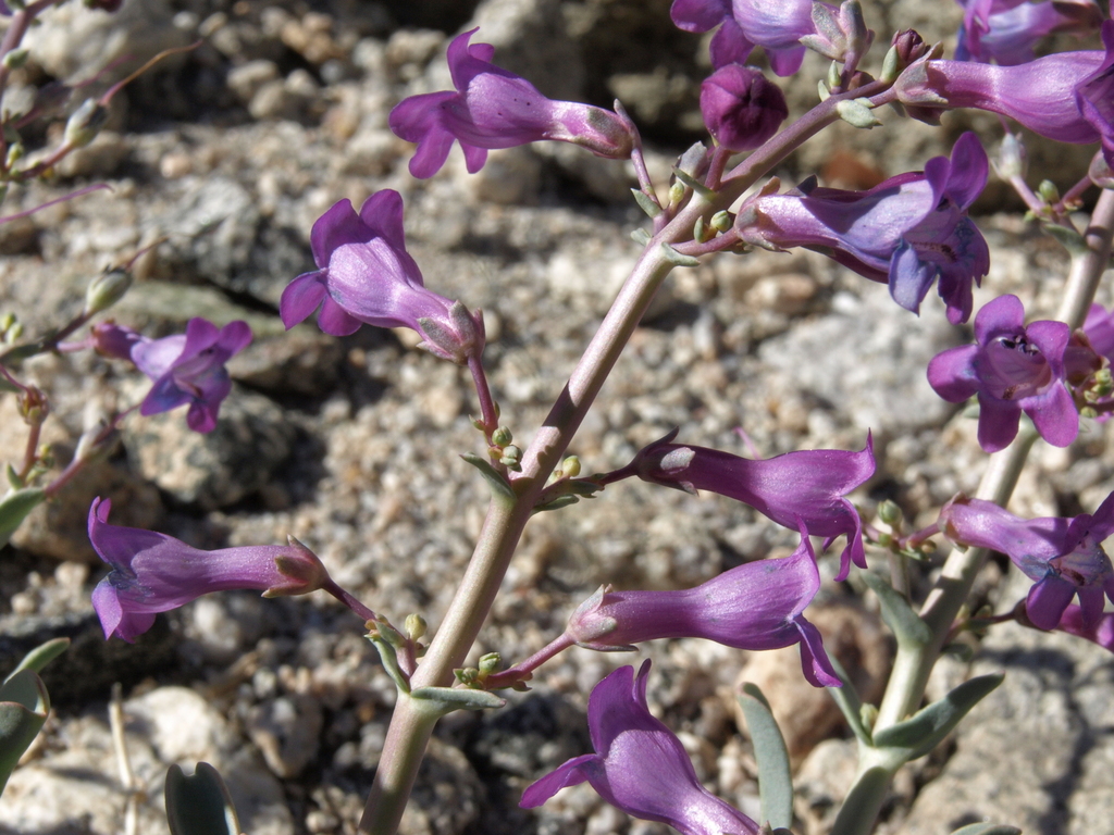 Penstemon patens (Lone pine beardtongue), native California subshrub