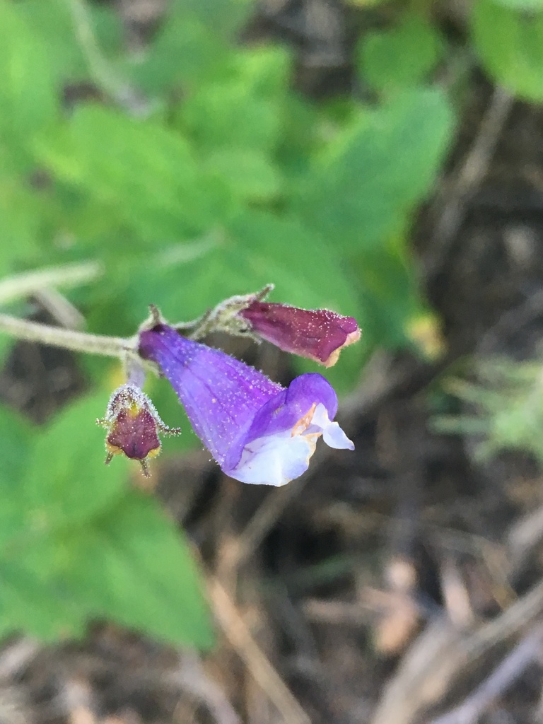 Penstemon personatus (Closed-throated beardtongue), native California herb