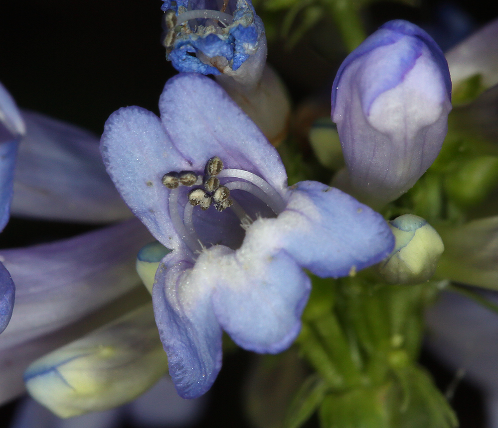 Penstemon procerus var. brachyanthus (Pincushion beardtongue), native California subshrub