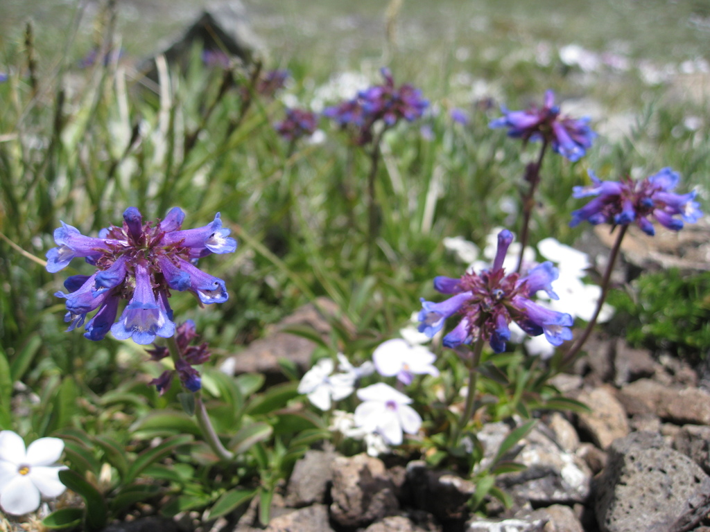 Penstemon procerus var. formosus (Pincushion beardtongue), native California subshrub