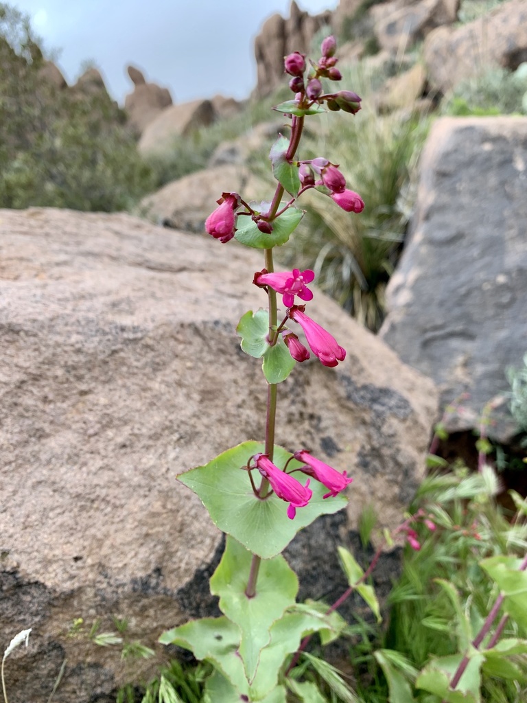 Penstemon pseudospectabilis — parent species of Penstemon pseudospectabilis ssp. pseudospectabilis