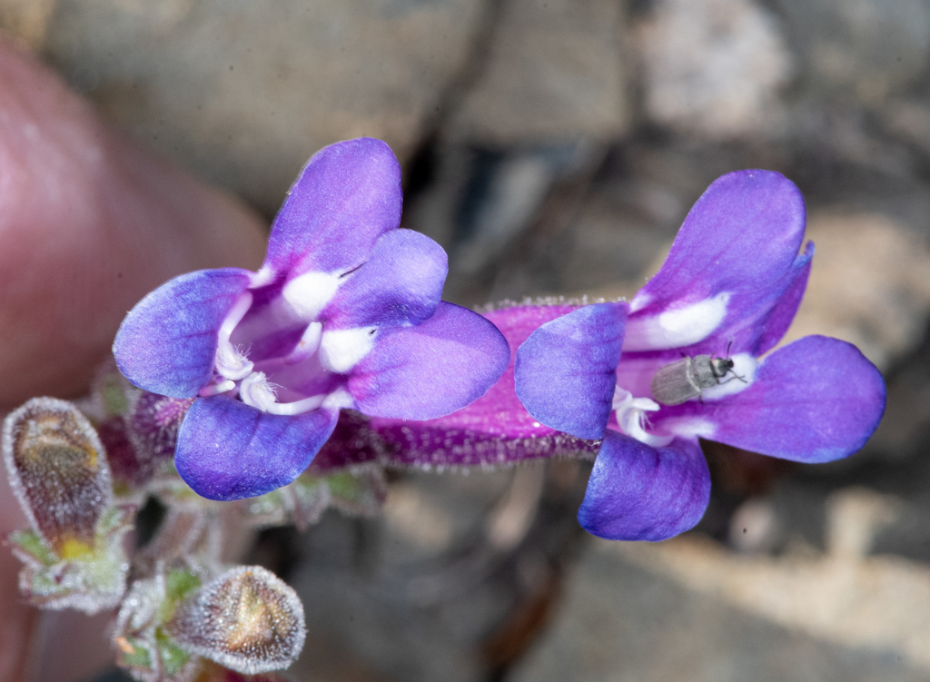 Penstemon purpusii (Snow mountain beardtongue), native California subshrub