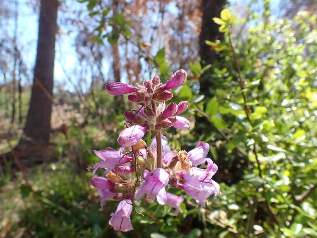 Penstemon rattanii — parent species of Penstemon rattanii var. kleei