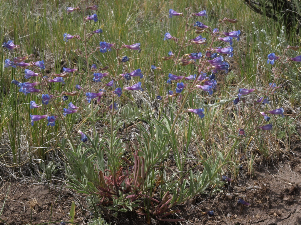Penstemon roezlii (Regel's mountain penstemon), native California subshrub