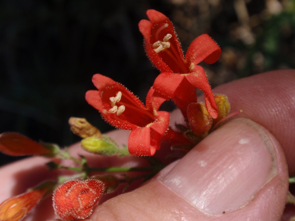 Penstemon rostriflorus (Beaked penstemon), native California subshrub