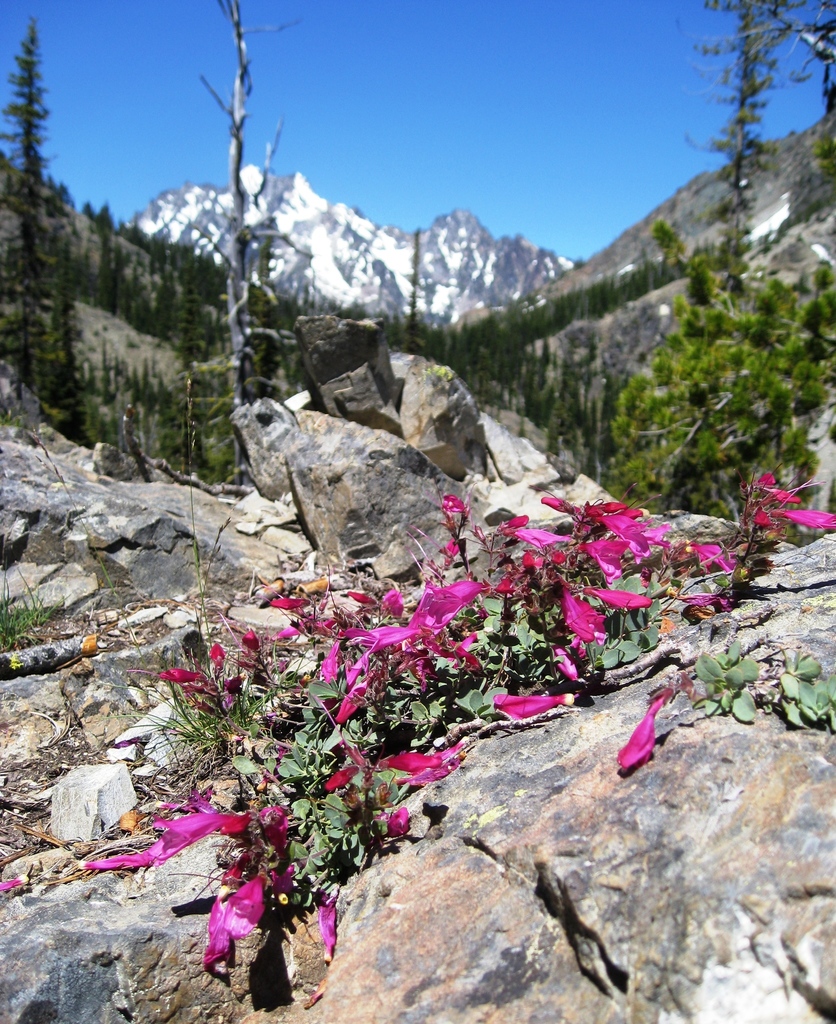 Penstemon rupicola (Cliff beardtongue), native California subshrub