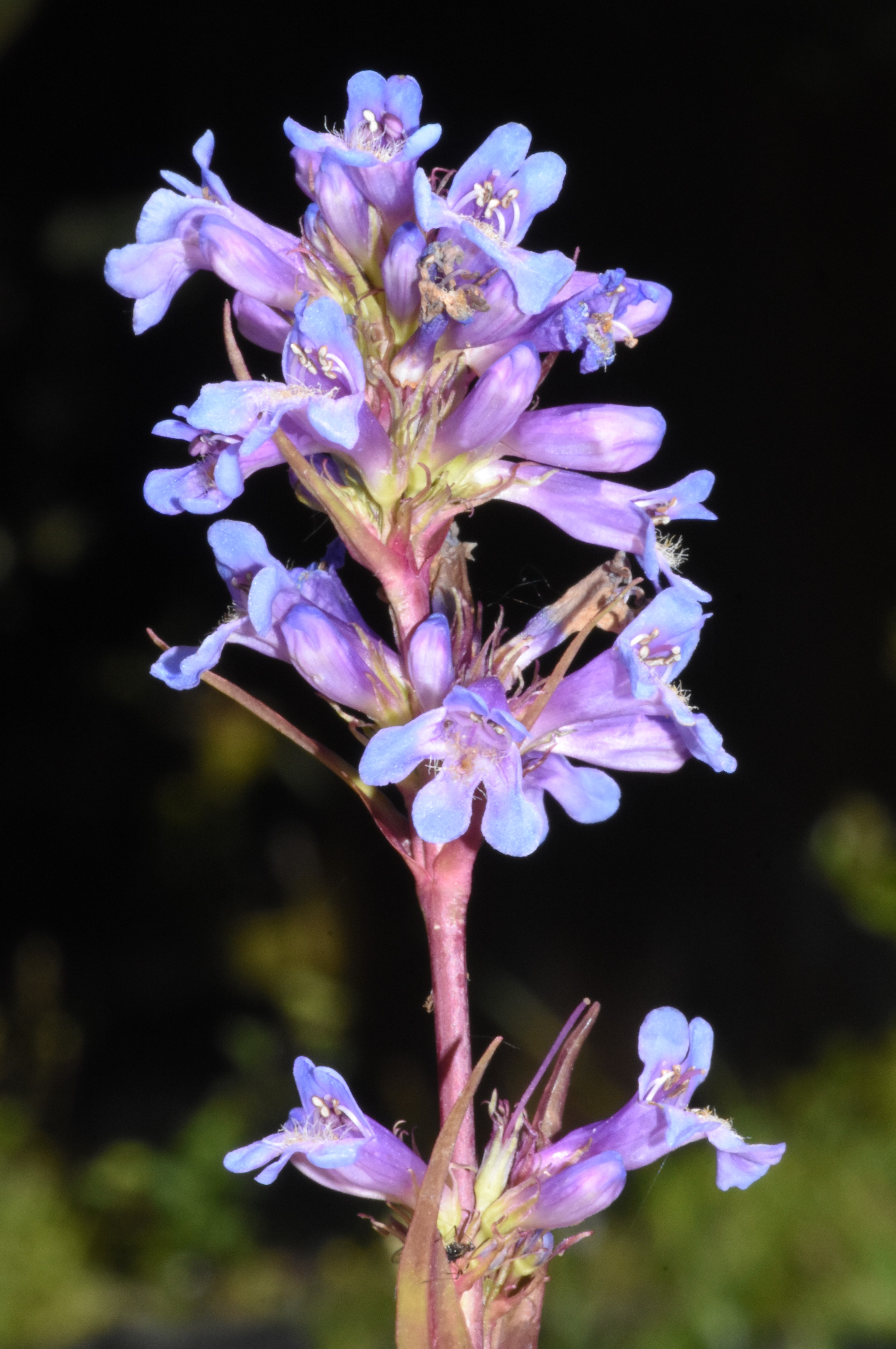 Penstemon rydbergii var. oreocharis (Herbaceous penstemon), native California subshrub
