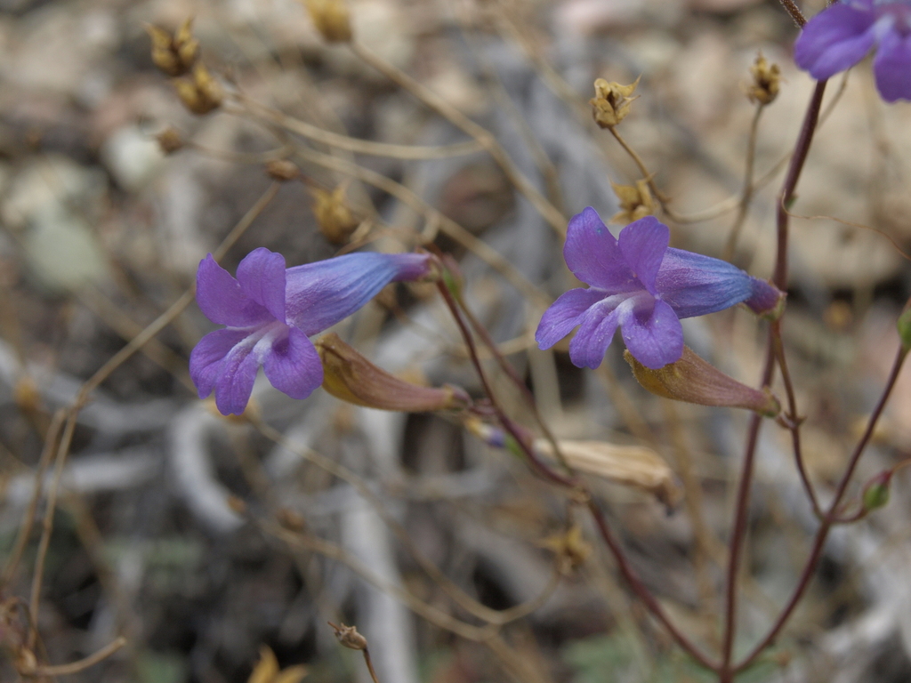 Penstemon scapoides (Pinyon beardtongue), native California subshrub