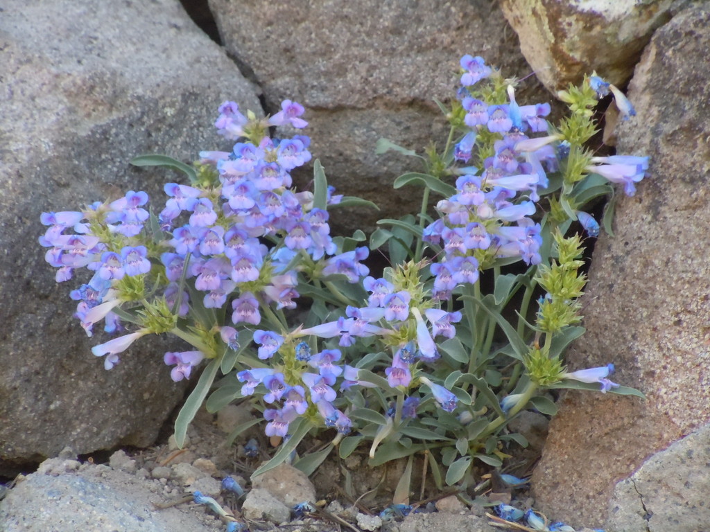Penstemon speciosus (Royal beardtongue), native California herb
