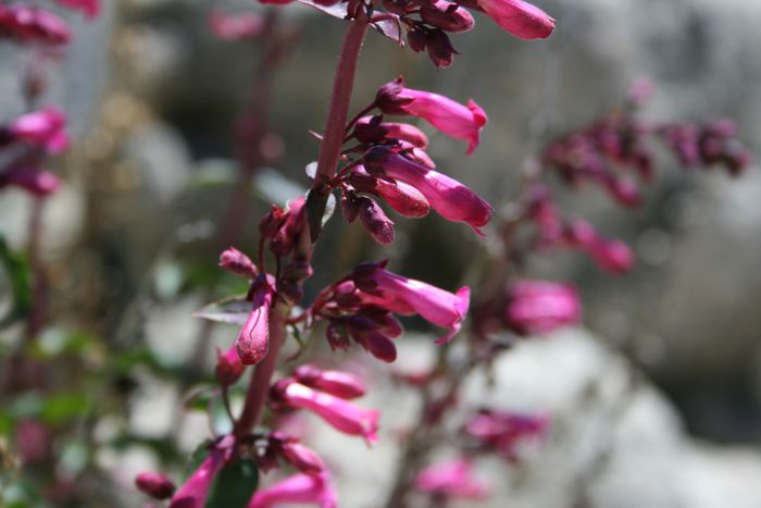 Penstemon spectabilis var. subviscosus (Showy penstemon), native California subshrub