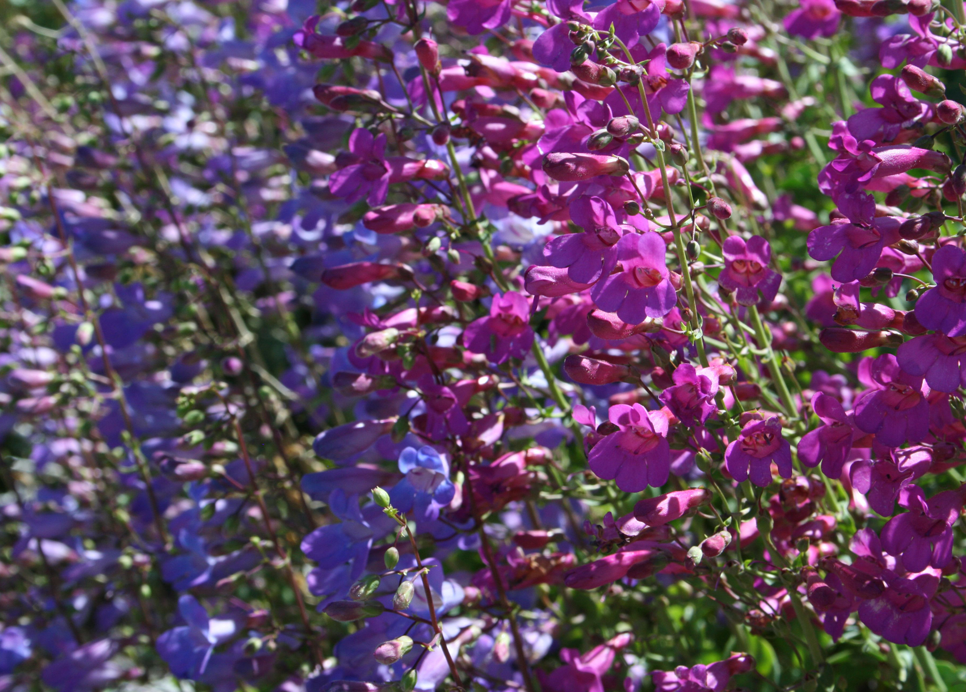 Penstemon spectabilis — parent species of Penstemon spectabilis var. spectabilis
