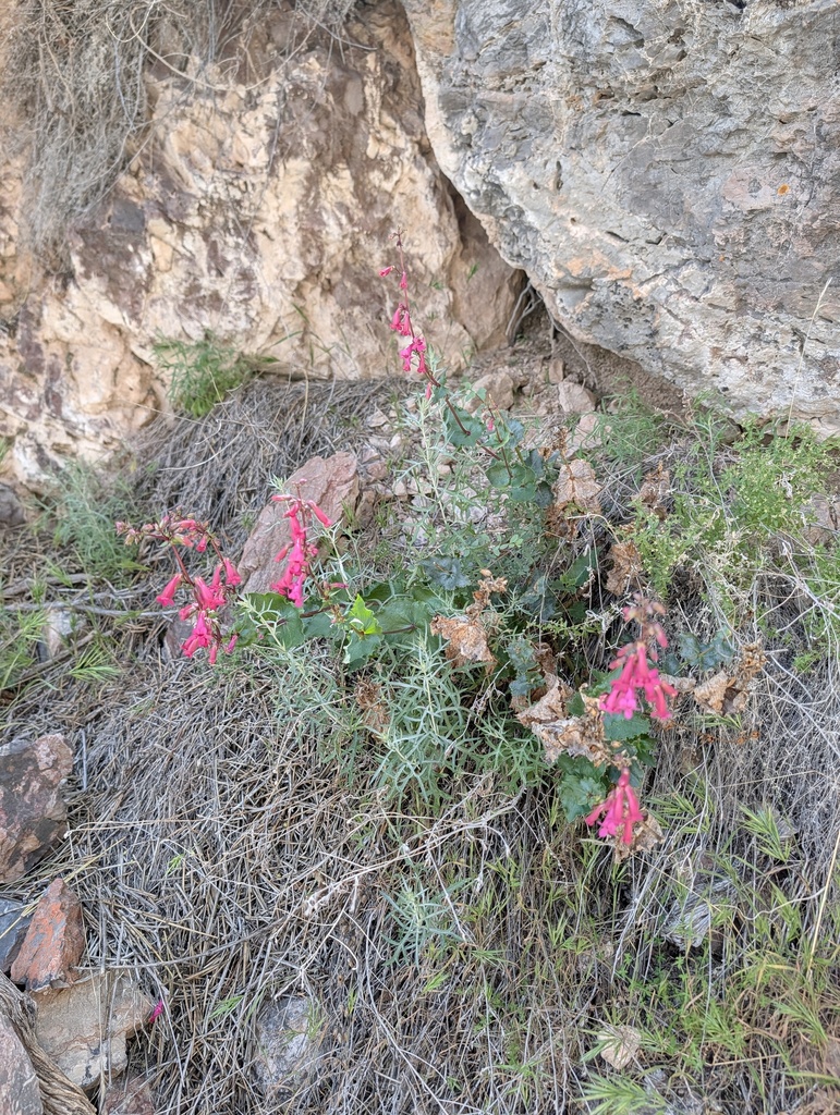Penstemon stephensii (Stephens' beardtongue), native California shrub