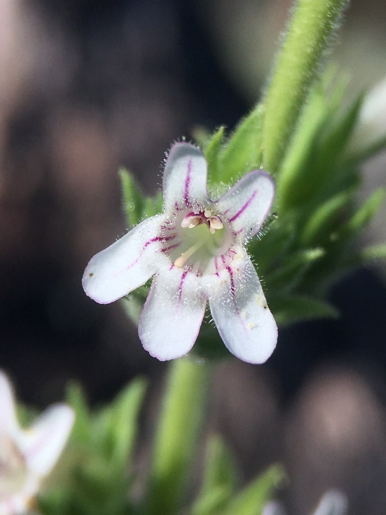 Penstemon sudans (Susanville beardtongue), native California subshrub
