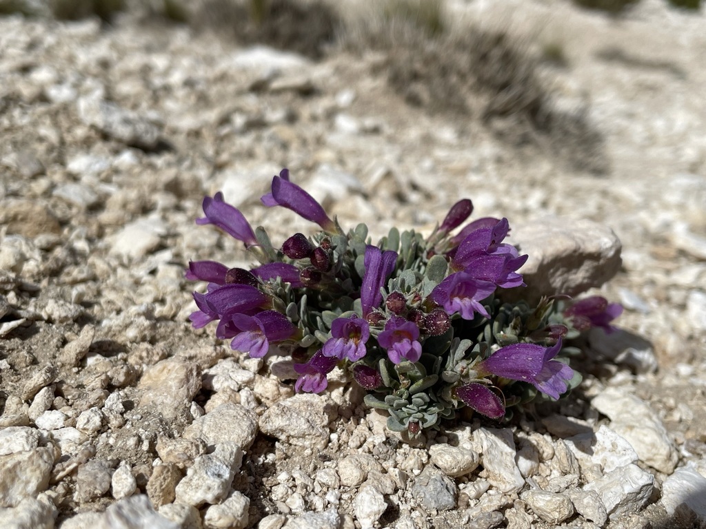 Penstemon thompsoniae (Thompson's beardtongue), native California subshrub