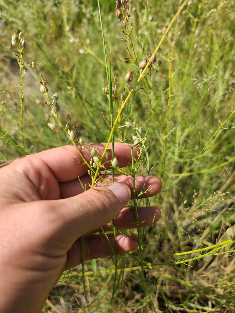 Penstemon thurberi (Thurber's beardtongue), native California shrub