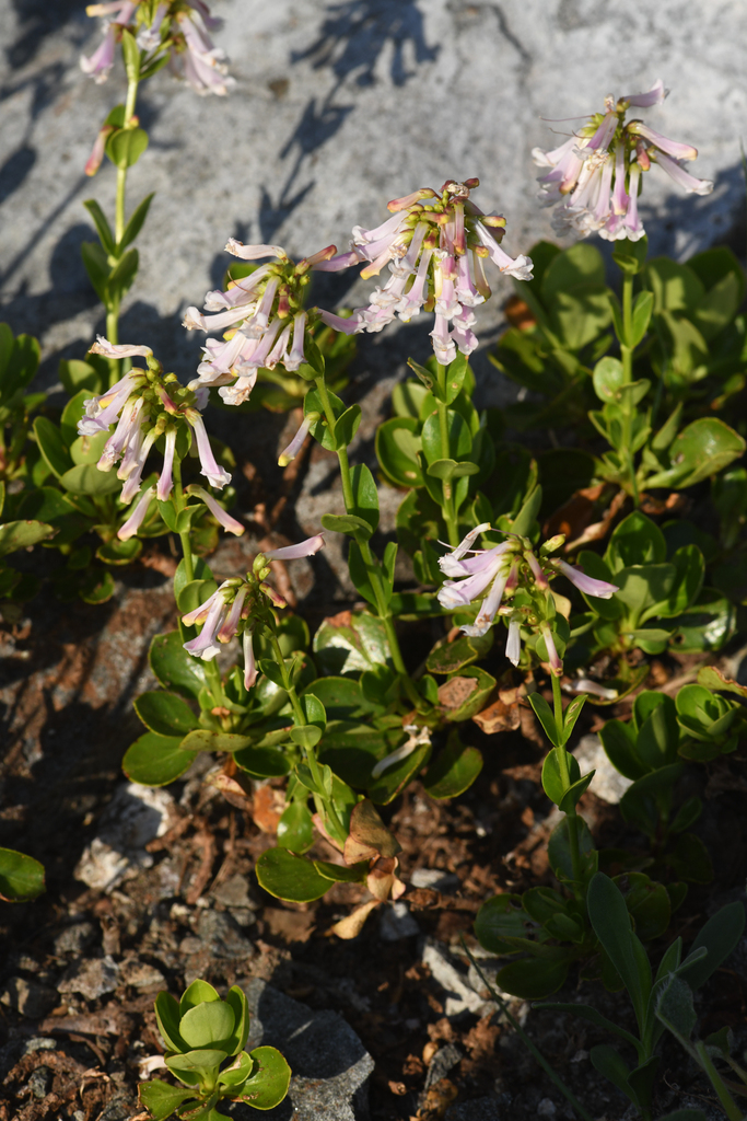 Penstemon tracyi (Tracy's beardtongue), native California subshrub