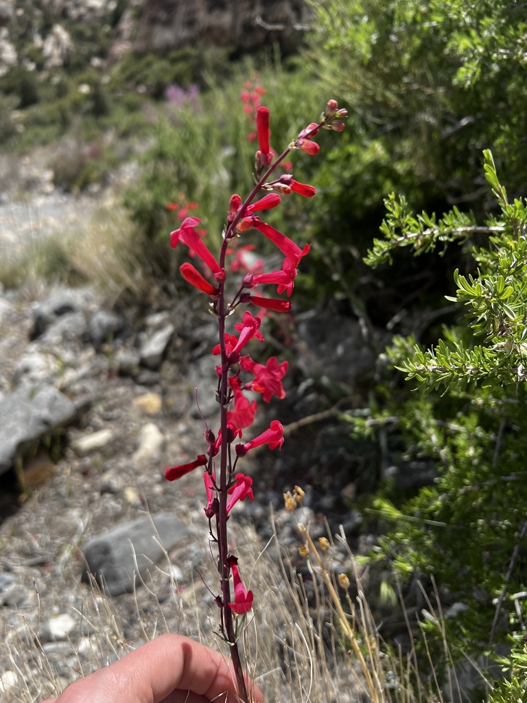 Penstemon utahensis (Utah beardtongue), native California herb