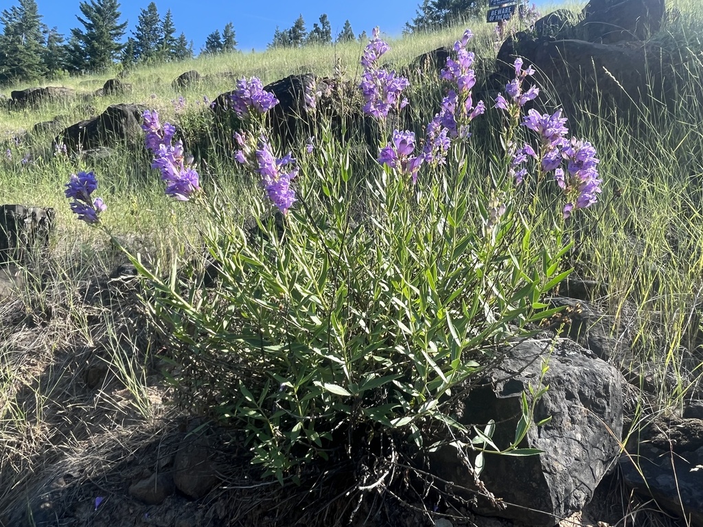 Penstemon venustus (Venus penstemon), non-native California shrub
