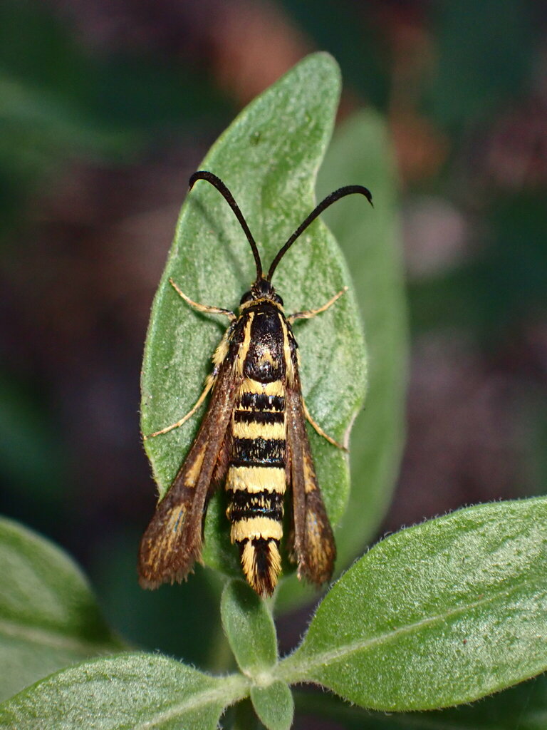 Penstemonia clarkei, California species