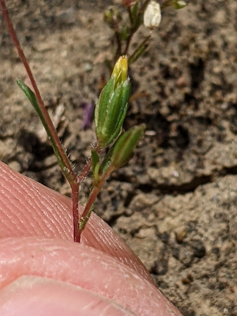 Pentachaeta alsinoides (Tiny pygmy daisy), native California herb