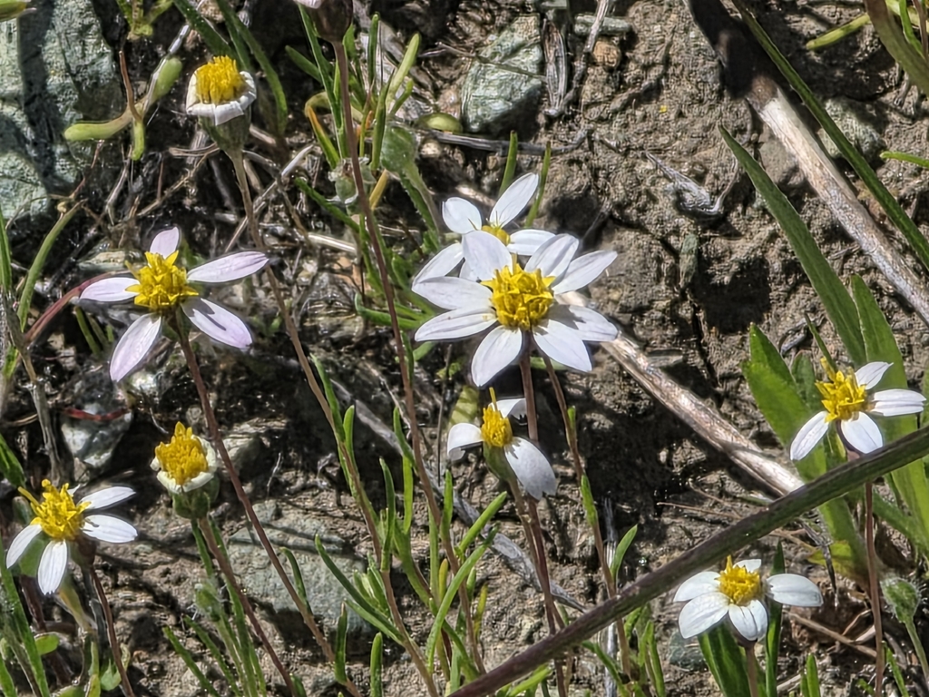 Pentachaeta bellidiflora (White-rayed pentachaeta), native California herb