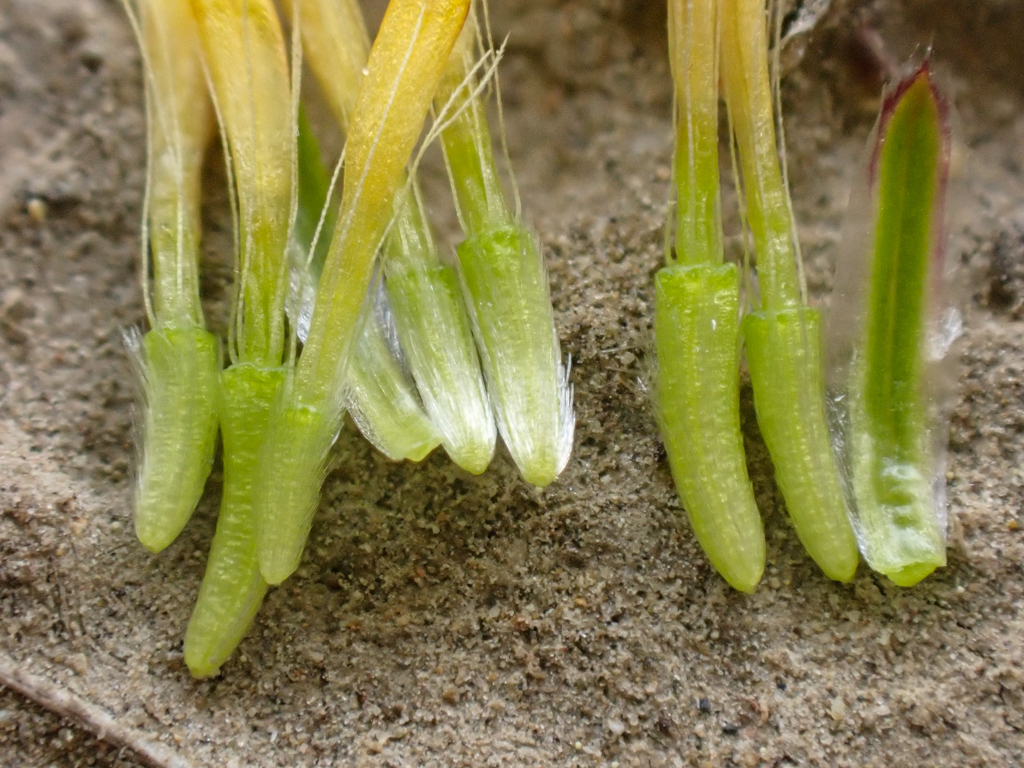 Pentachaeta exilis subsp. aeolica (San benito pentachaeta), native California herb