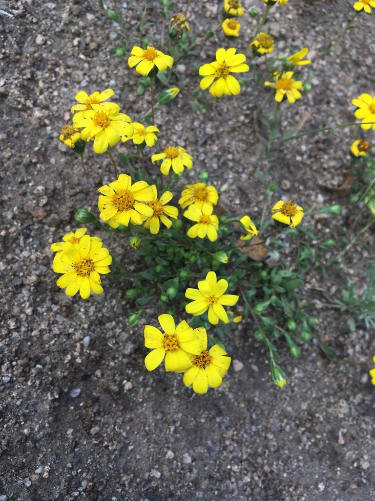 Pentachaeta fragilis (Fragile pentachaeta), native California herb