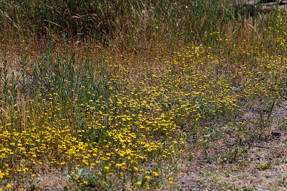 Pentachaeta lyonii (Lyon's pentachaeta), native California herb