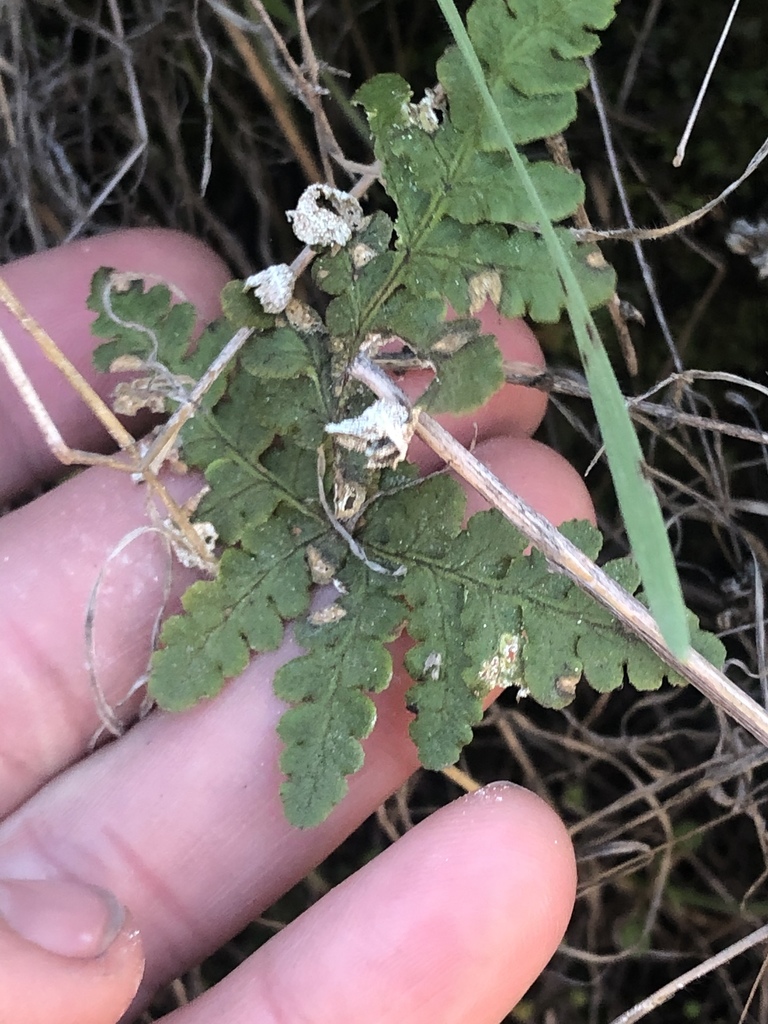 Pentagramma glanduloviscida (San diego silverback fern), native California perennial