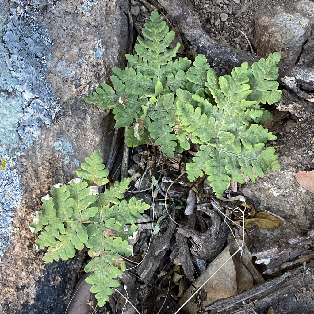 Pentagramma maxonii (Desert silverback fern), native California perennial