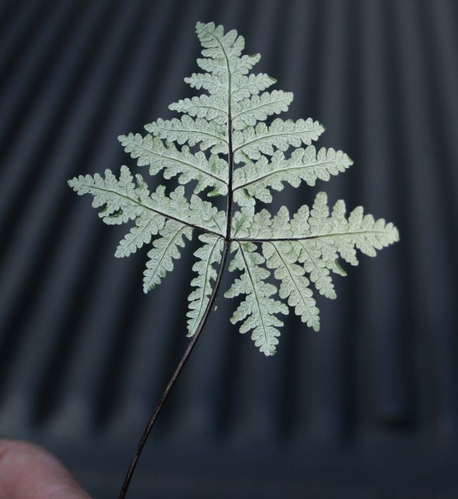 Pentagramma pallida (Frosty silverback fern), native California herb