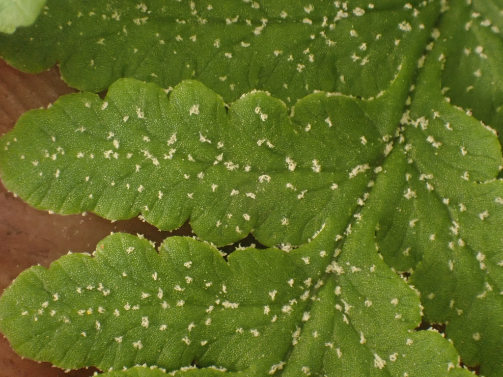Pentagramma rebmanii (Rebman's silverback fern), native California perennial