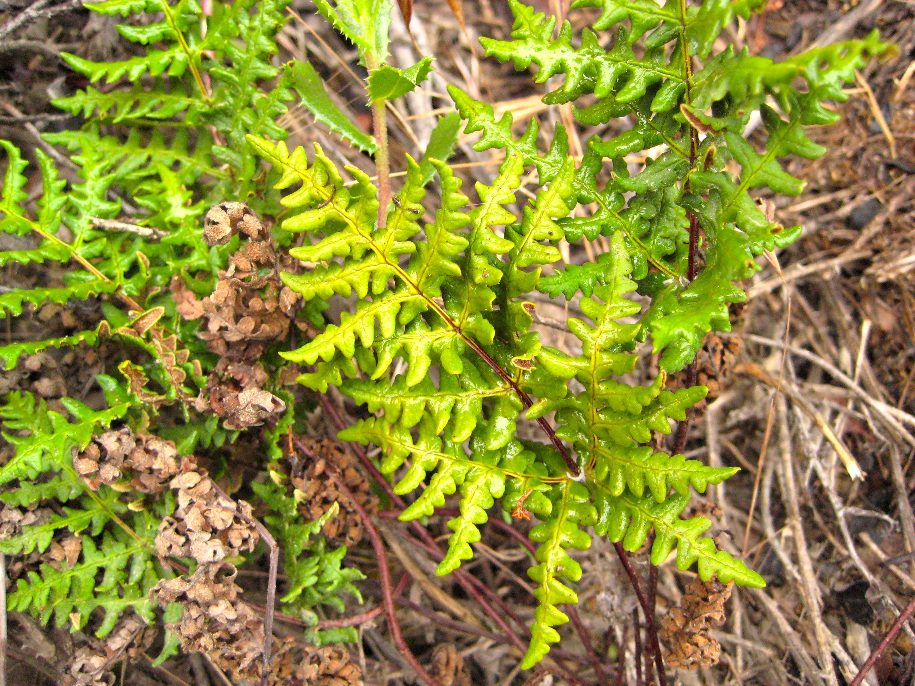 Pentagramma triangularis (Goldback fern), native California herb