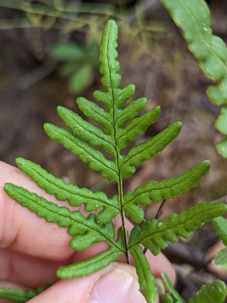 Pentagramma viscosa (Coastal silverback fern), native California perennial