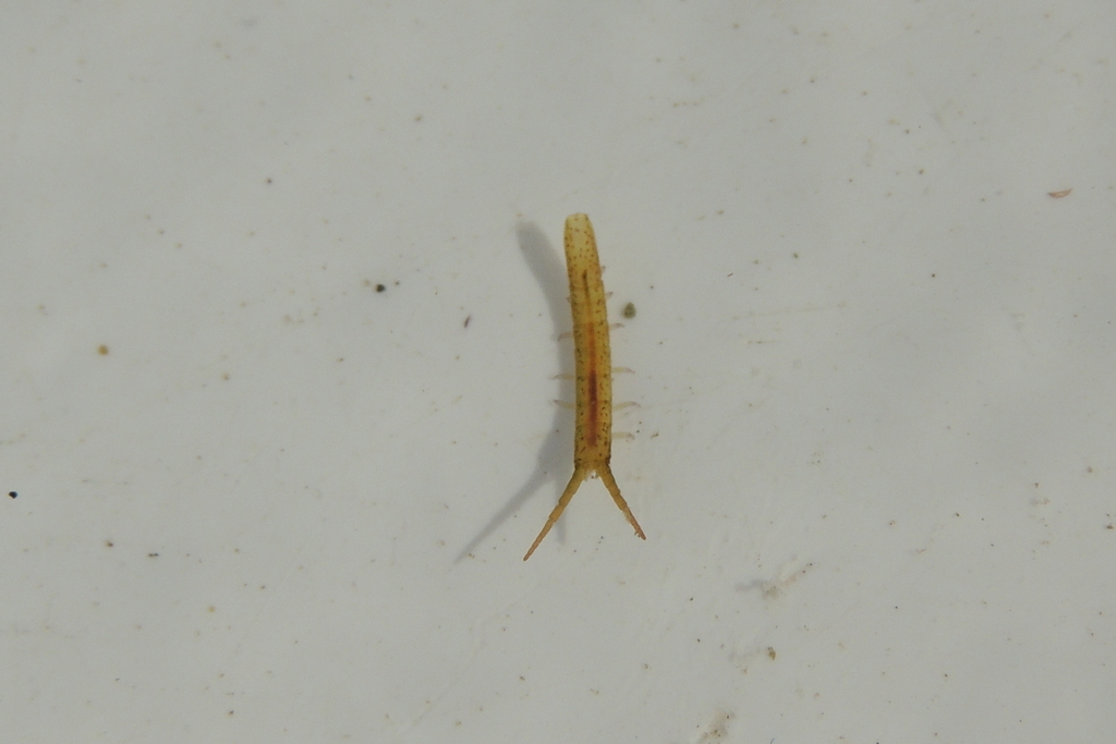 Pentidotea kirchanskii, California species