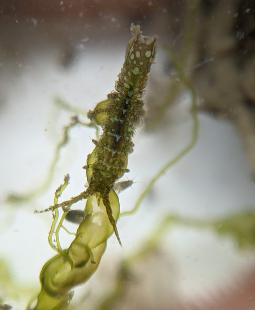 Pentidotea resecata (Eelgrass Isopod), California species
