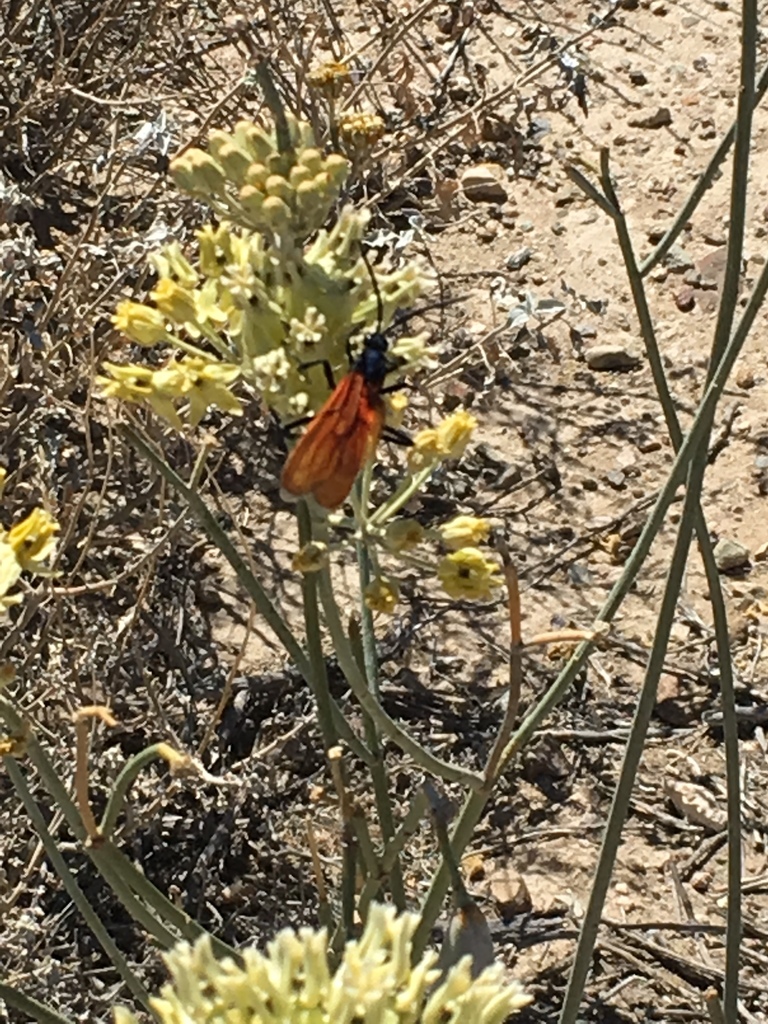 Pepsis thisbe (Thisbe's Tarantula-hawk Wasp), California species