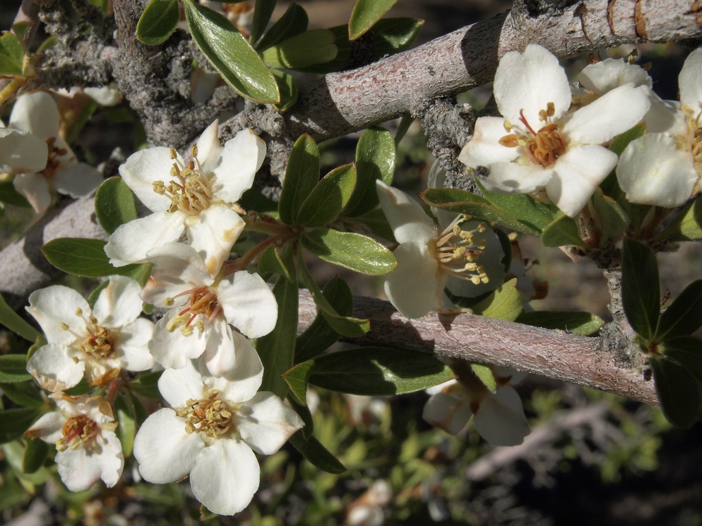 Peraphyllum ramosissimum (Wild crab apple), native California shrub
