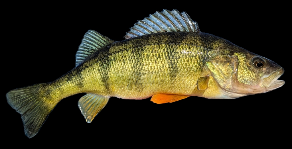 Perca flavescens (Yellow perch), California species