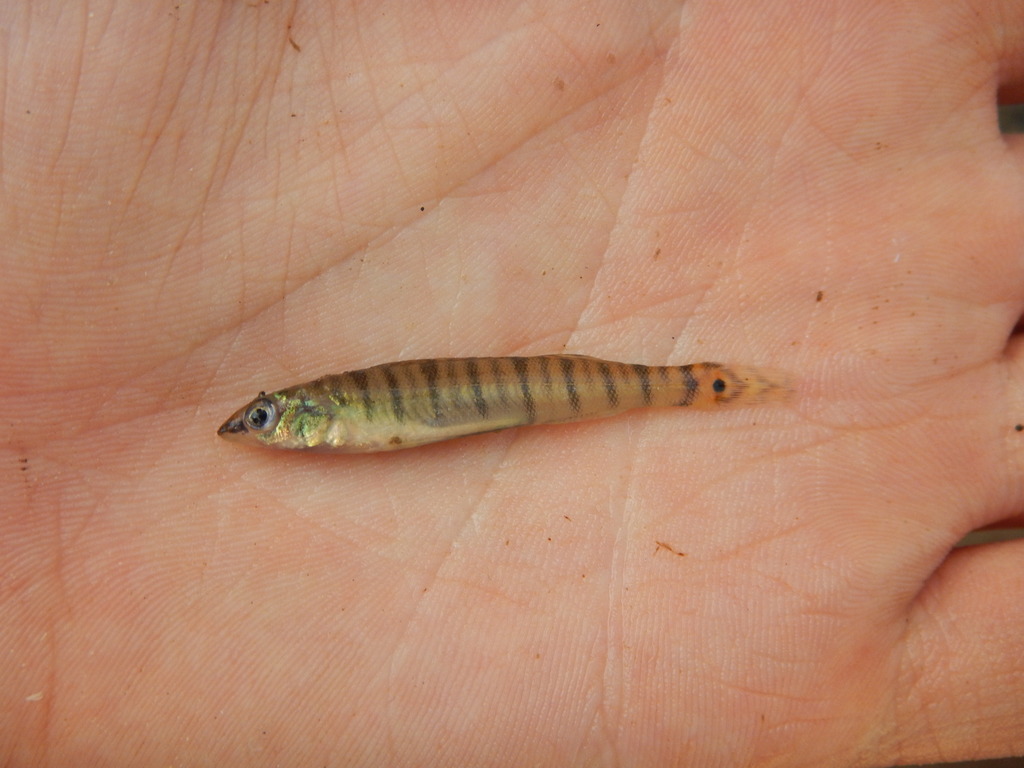 Percina macrolepida (Bigscale logperch), California species