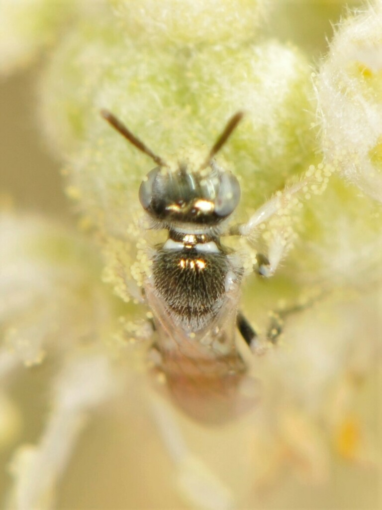 Perdita algodones (Algodones Perdita), California species