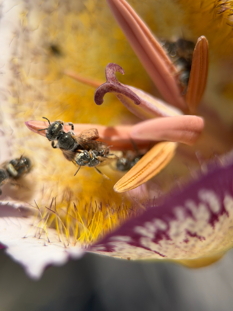 Perdita californica (California Fairy Bee), California species