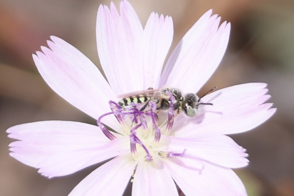 Perdita hirticeps, California species