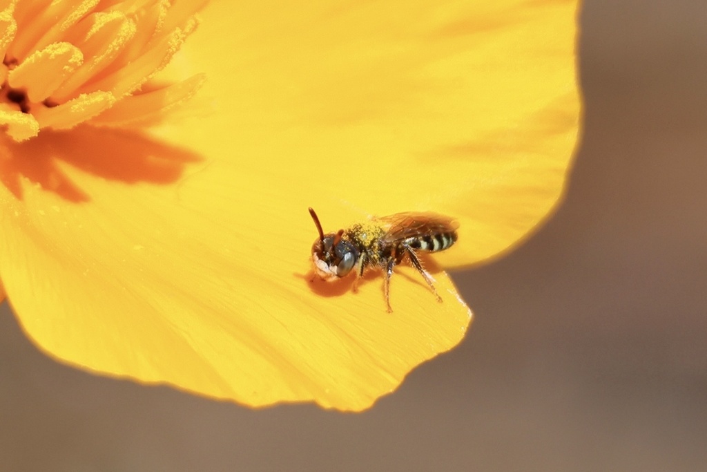 Perdita interrupta (California Poppy Fairy Bee), California species